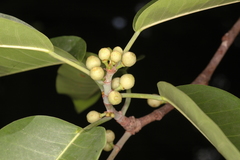 Ficus talbotii